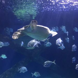 Meet your Posher, Aaron